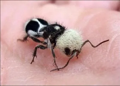 Cette photo est-elle truquée ou réelle ?