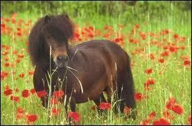 Les Shetlands ne mesurent pas plus...