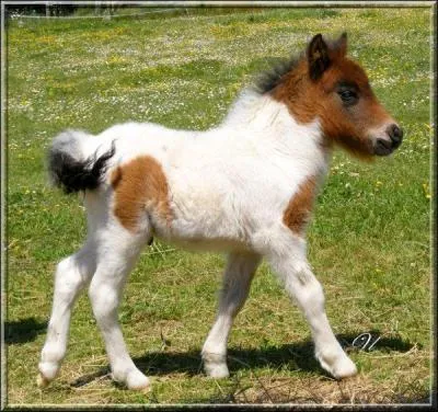 A la naissance, les poulains mesurent à peu près la taille...