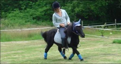 Jusqu'à combien les Shetlands peuvent-ils porter ?