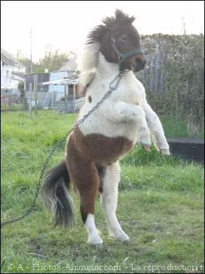 Ils ne sont pas têtus.