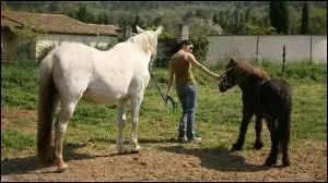 Ils comprennent moins vite que les chevaux.