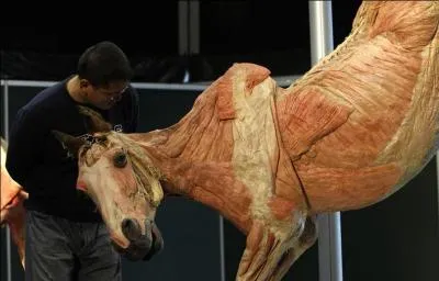 Quand dit-on d'une personne que c'est "un écorché vif" ?