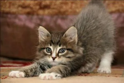 Dans quel pays les tanneurs de peau de chat sont-ils punis de 16000 euros d'amende.?