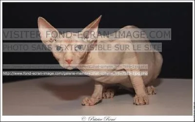 Quelle est la race de ce chat originaire du canada et qui a la peau nue ?