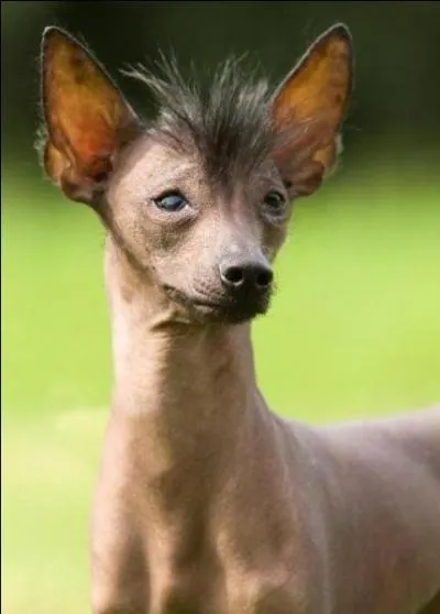 Connaissez-vous ce petit chien qui a une grande partie de la peau nue ?