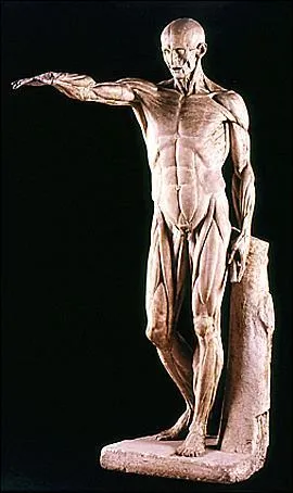 "L'écorché"a été sculpté en 1767 par ...