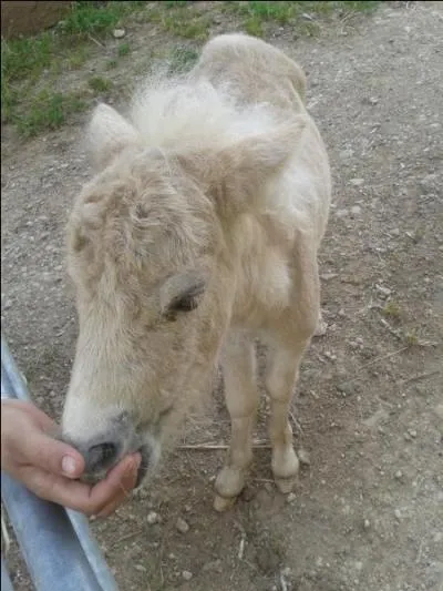 BONUS : Comment appelle-t-on le bébé du cheval ( au féminin ) ?