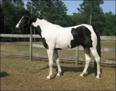 Quelle est la robe de ce cheval ?