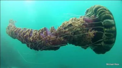 Cette photo est-elle truquée ou réelle ?