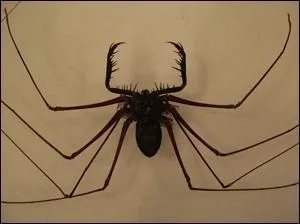 Cette photo est-elle truquée ou réelle ?