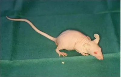 Cette photo est-elle truquée ou réelle ?