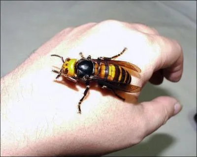 Cette photo est-elle truquée ou réelle ?