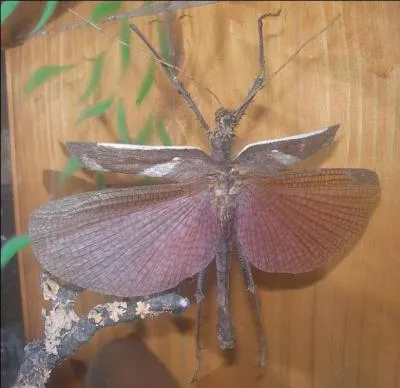 Cette photo est-elle truquée ou réelle ?