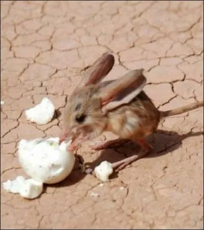 Cette photo est-elle truquée ou réelle ?