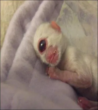 Cette photo est-elle truquée ou réelle ?