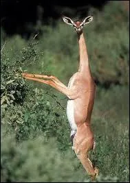 Cette photo est-elle truquée ou réelle ?