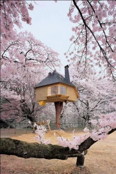 Dans ce pays, c'est au moment du soleil levant que les cerisiers sont le plus magnifiques !