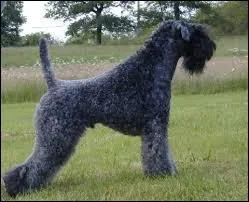 Quelle est cette race de chien ?