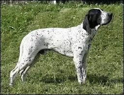 Quelle est cette race ?