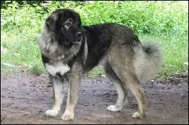 Quelle est cette race de chien ?