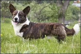 Quelle est cette race de chien ?