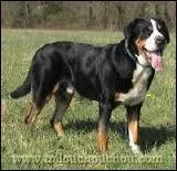 Quelle est cette race de chien ?