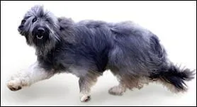 Quelle est cette race de chien ?