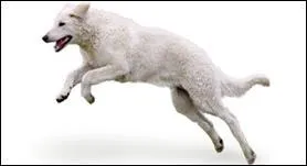 Quelle est cette race de chien ?