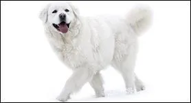 Quelle est cette race de chien ?