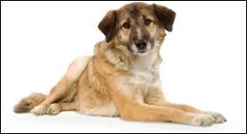 Quelle est cette race de chien?