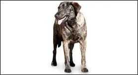 Quelle est cette race de chien?