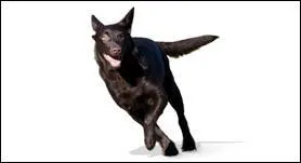 Encore une fois, quelle est cette race de chien?