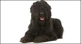 Quelle est cette race de chien?