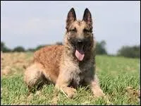 Quelle est cette belle race de chien ?