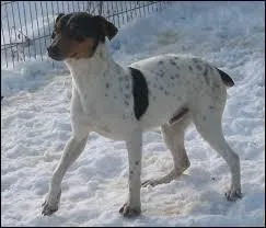 Quelle est cette race de chien ?