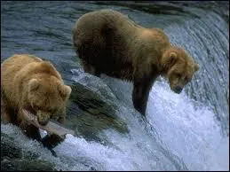 Peut-on voir un spectacle d'ours ?