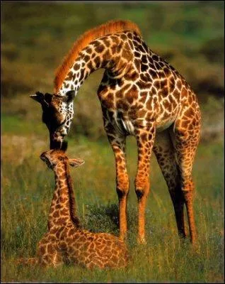 À l'accouchement, le bébé girafe tombe d'une hauteur de 2 mètres environ :