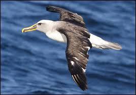 L'albatros peut voler dans les airs des heures sans battre des ailes :