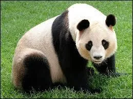 Les pandas sont des animaux qui hibernent :