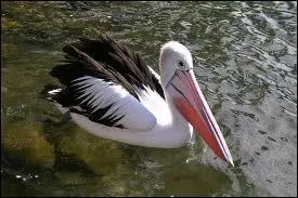 Le bec du pélican australien peut accueillir 10 litres d'eau :