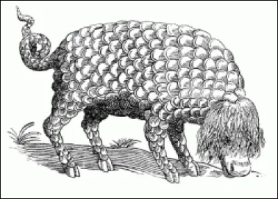 Que sont les Catoblépas ?