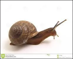 L'escargot est-il un amphibien ?
