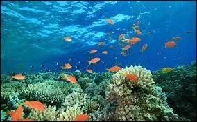 Quel océan borde le Belize ?