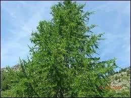 Quel est le seul conifère qui perd ses aiguilles en hiver ?