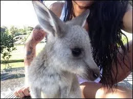 Comment s'appelle le kangourou des Anges ?