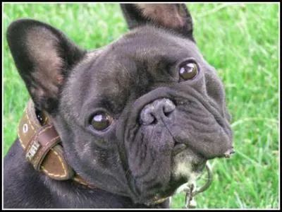 De quelle race, ce chien est-il ?