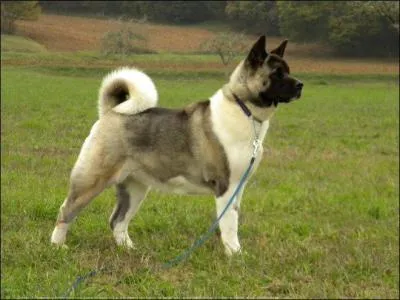 De quelle race, ce chien est-il ?