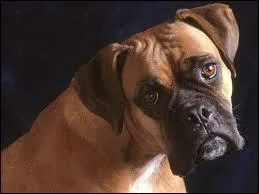 De quelle race, ce chien est-il ?