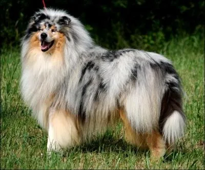 De quelle race, ce chien est-il ?